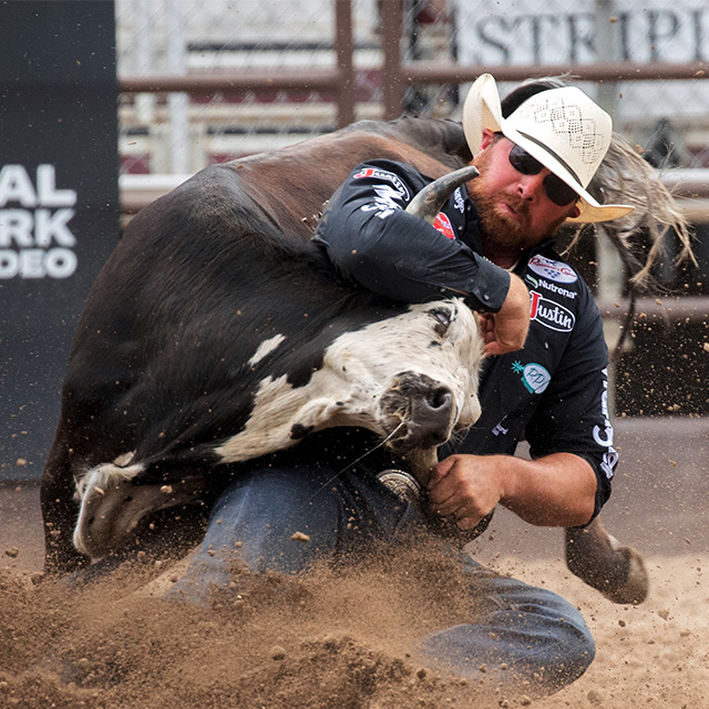 A cowboy wearing a cowboy hat, western shirt and jeans wrestling a steer in a rodeo. 